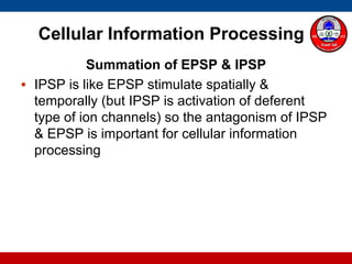 Cellular Information Processing
Summation of EPSP & IPSP
• IPSP is like EPSP stimulate spatially &
temporally (but IPSP is activation of deferent
type of ion channels) so the antagonism of IPSP
& EPSP is important for cellular information
processing
 