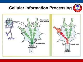 Cellular Information Processing
 