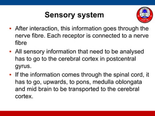 Sensory system
• After interaction, this information goes through the
nerve fibre. Each receptor is connected to a nerve
fibre
• All sensory information that need to be analysed
has to go to the cerebral cortex in postcentral
gyrus.
• If the information comes through the spinal cord, it
has to go, upwards, to pons, medulla oblongata
and mid brain to be transported to the cerebral
cortex.
 