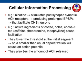 Cellular Information Processing
• e.g.: nicotine → stimulates postsynaptic synaptic
ACh receptors → producing prolonged EPSPs
→ that facilitate CNS neurons
• e.g.: active ingredients of coffee, colas, cocoa &
tea (caffeine, theobromine, theophylline) cause
facilitation
• They lower the threshold at the initial segment
→ so a smaller than usual depolarization will
cause an action potential
• They also ↑es the amount of ACh released
 