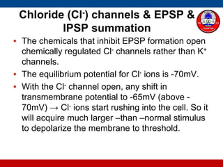 Chloride (Cl-) channels & EPSP &
IPSP summation
• The chemicals that inhibit EPSP formation open
chemically regulated Cl- channels rather than K+
channels.
• The equilibrium potential for Cl- ions is -70mV.
• With the Cl- channel open, any shift in
transmembrane potential to -65mV (above -
70mV) → Cl- ions start rushing into the cell. So it
will acquire much larger –than –normal stimulus
to depolarize the membrane to threshold.
 