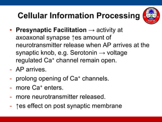 Cellular Information Processing
• Presynaptic Facilitation → activity at
axoaxonal synapse ↑es amount of
neurotransmitter release when AP arrives at the
synaptic knob, e.g. Serotonin → voltage
regulated Ca+ channel remain open.
- AP arrives.
- prolong opening of Ca+ channels.
- more Ca+ enters.
- more neurotransmitter released.
- ↑es effect on post synaptic membrane
 