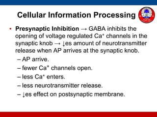Cellular Information Processing
• Presynaptic Inhibition → GABA inhibits the
opening of voltage regulated Ca+ channels in the
synaptic knob → ↓es amount of neurotransmitter
release when AP arrives at the synaptic knob.
– AP arrive.
– fewer Ca+ channels open.
– less Ca+ enters.
– less neurotransmitter release.
– ↓es effect on postsynaptic membrane.
 