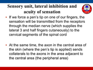 • If we force a pen’s tip on one of our fingers, the
sensation will be transmitted from the receptors
through the median nerve (which supplies the
lateral 3 and half fingers cutaneously) to the
cervical segments of the spinal cord
• At the same time, the axon in the central area of
the skin (where the pen’s tip is applied) sends
collaterals to the axons in the area adjacent to
the central area (the peripheral area)
Sensory unit, lateral inhibition and
acuity of sensation
 