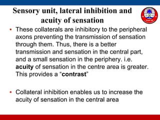 • These collaterals are inhibitory to the peripheral
axons preventing the transmission of sensation
through them. Thus, there is a better
transmission and sensation in the central part,
and a small sensation in the periphery. i.e.
acuity of sensation in the centre area is greater.
This provides a “contrast”
• Collateral inhibition enables us to increase the
acuity of sensation in the central area
Sensory unit, lateral inhibition and
acuity of sensation
 