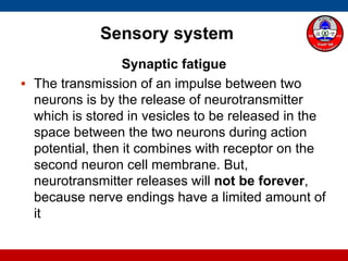 Sensory system
Synaptic fatigue
• The transmission of an impulse between two
neurons is by the release of neurotransmitter
which is stored in vesicles to be released in the
space between the two neurons during action
potential, then it combines with receptor on the
second neuron cell membrane. But,
neurotransmitter releases will not be forever,
because nerve endings have a limited amount of
it
 
