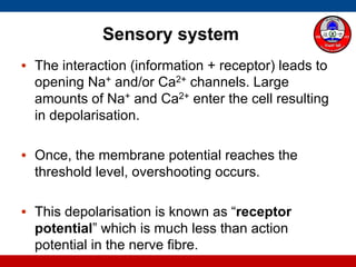 Sensory system
• The interaction (information + receptor) leads to
opening Na+ and/or Ca2+ channels. Large
amounts of Na+ and Ca2+ enter the cell resulting
in depolarisation.
• Once, the membrane potential reaches the
threshold level, overshooting occurs.
• This depolarisation is known as “receptor
potential” which is much less than action
potential in the nerve fibre.
 
