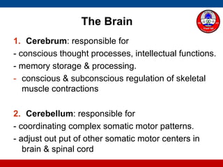 Nervous system:Part VI | PDF