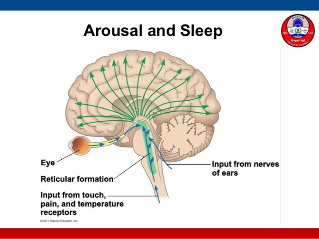 Nervous system:Part vii