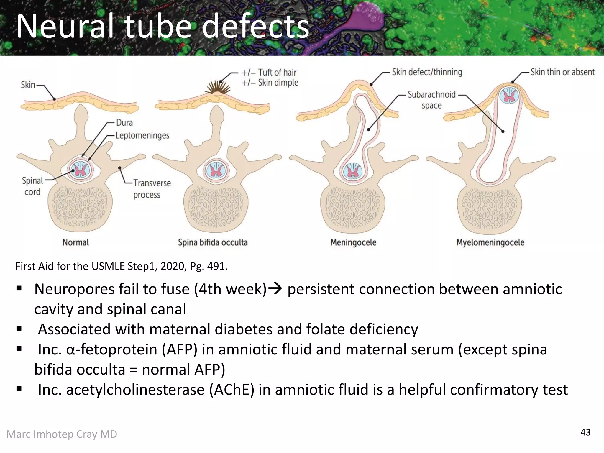 Nervous System Pathology_A Case-based Learning Approach | PDF