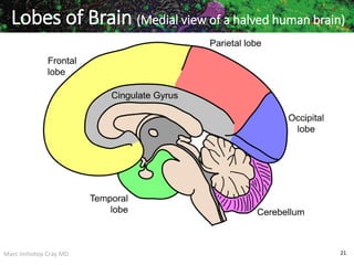 Marc Imhotep Cray MD 21
Lobes of Brain (Medial view of a halved human brain)
)
 