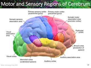 Marc Imhotep Cray MD 22
Motor and Sensory Regions of Cerebrum
 