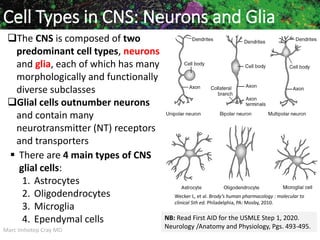 Marc Imhotep Cray MD 230
Cell Types in CNS: Neurons and Glia
The CNS is composed of two
predominant cell types, neurons
and glia, each of which has many
morphologically and functionally
diverse subclasses
Glial cells outnumber neurons
and contain many
neurotransmitter (NT) receptors
and transporters
 There are 4 main types of CNS
glial cells:
1. Astrocytes
2. Oligodendrocytes
3. Microglia
4. Ependymal cells
Wecker L, et al. Brody’s human pharmacology : molecular to
clinical 5th ed. Philadelphia, PA: Mosby, 2010.
NB: Read First AID for the USMLE Step 1, 2020.
Neurology /Anatomy and Physiology, Pgs. 493-495.
 