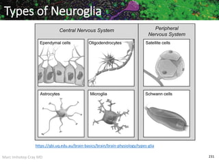 Marc Imhotep Cray MD 231
https://qbi.uq.edu.au/brain-basics/brain/brain-physiology/types-glia
Types of Neuroglia
 