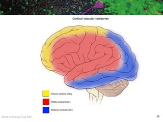 Marc Imhotep Cray MD 24
 