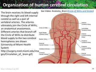 Marc Imhotep Cray MD 25
Organization of human cerebral circulation
The brain receives its blood supply
through the right and left internal
carotid as well as a pair of
vertebral arteries. The arteries
ultimately join the Circle of Willis,
an anatomical anastomosis.
Different arteries that branch off
the Circle of Willis to distribute
blood supply to the two cerebral
hemispheres are shown
(University of Miami Health
System
http://surgery.med.miami.edu/ima
ges/Circulation_of_ brain.gif)
See Video: Anatomy_Brain (Circle of Willis and Stroke)
 