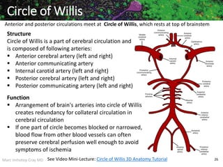 Marc Imhotep Cray MD 26
Anterior and posterior circulations meet at Circle of Willis, which rests at top of brainstem
Circle of Willis
Structure
Circle of Willis is a part of cerebral circulation and
is composed of following arteries:
 Anterior cerebral artery (left and right)
 Anterior communicating artery
 Internal carotid artery (left and right)
 Posterior cerebral artery (left and right)
 Posterior communicating artery (left and right)
Function
 Arrangement of brain's arteries into circle of Willis
creates redundancy for collateral circulation in
cerebral circulation
 If one part of circle becomes blocked or narrowed,
blood flow from other blood vessels can often
preserve cerebral perfusion well enough to avoid
symptoms of ischemia
See Video Mini-Lecture: Circle of Willis 3D Anatomy Tutorial
 
