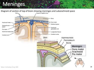 Marc Imhotep Cray MD 28
Diagram of section of top of brain showing meninges and subarachnoid space
Meninges
 