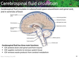 Marc Imhotep Cray MD 29
Cerebrospinal fluid circulates in subarachnoid space around brain and spinal cord,
and in ventricles of brain
Cerebrospinal fluid circulation
Cerebrospinal fluid has three main functions:
 CSF protects brain and spinal cord from trauma
 CSF supplies nutrients to nervous system tissue
 CSF removes waste products from cerebral metabolism
 