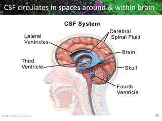 Marc Imhotep Cray MD 30
CSF circulates in spaces around & within brain
 