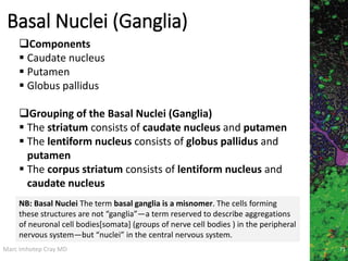 Marc Imhotep Cray MD
Basal Nuclei (Ganglia)
71
Components
 Caudate nucleus
 Putamen
 Globus pallidus
Grouping of the Basal Nuclei (Ganglia)
 The striatum consists of caudate nucleus and putamen
 The lentiform nucleus consists of globus pallidus and
putamen
 The corpus striatum consists of lentiform nucleus and
caudate nucleus
NB: Basal Nuclei The term basal ganglia is a misnomer. The cells forming
these structures are not “ganglia”—a term reserved to describe aggregations
of neuronal cell bodies[somata] (groups of nerve cell bodies ) in the peripheral
nervous system—but “nuclei” in the central nervous system.
 