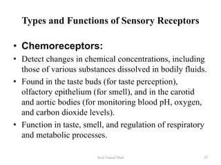 Nervous System Physiology Power Point Presentation | PPTX
