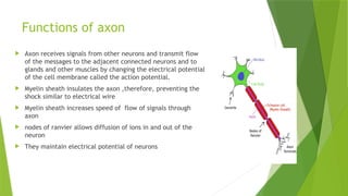 Axon Signaling Nervous system physiology.pptx slideshare | PPTX