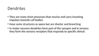Comprehensive Overview of the Human Nervous System: Structure and ...