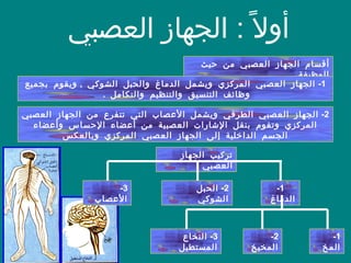 أولاً  :  الجهاز العصبي  أقسام الجهاز العصبي من حيث الوظيفة  تركيب الجهاز العصبي  2-  الجهاز العصبي الطرفي ويشمل الأعصاب التي تتفرع من الجهاز العصبي المركزي وتقوم بنقل الإشارات العصبية من أعضاء الإحساس وأعضاء الجسم الداخلية إلى الجهاز العصبي المركزي وبالعكس 1-  الجهاز العصبي المركزي ويشمل الدماغ والحبل الشوكي  ,  ويقوم بجميع وظائف التنسيق والتنظيم والتكامل  .  3-  الأعصاب  2-  الحبل الشوكي 1-  الدماغ  1-  المخ  3-  النخاع المستطيل  2-  المخيخ 