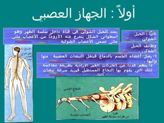 الدماغ والحبل الشوكي مكونات الجهاز العصبي