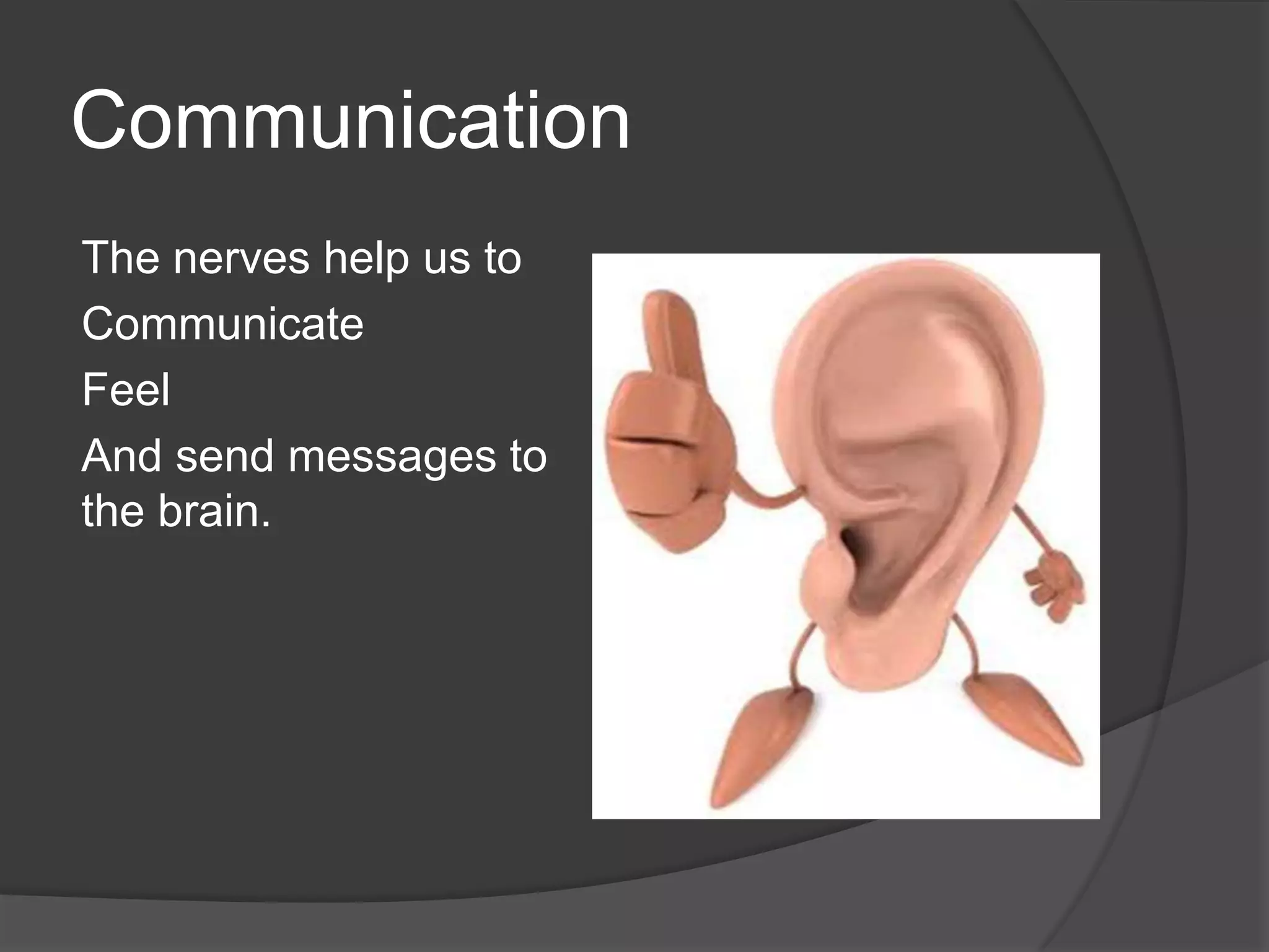Communication
The nerves help us to
Communicate
Feel
And send messages to
the brain.
 