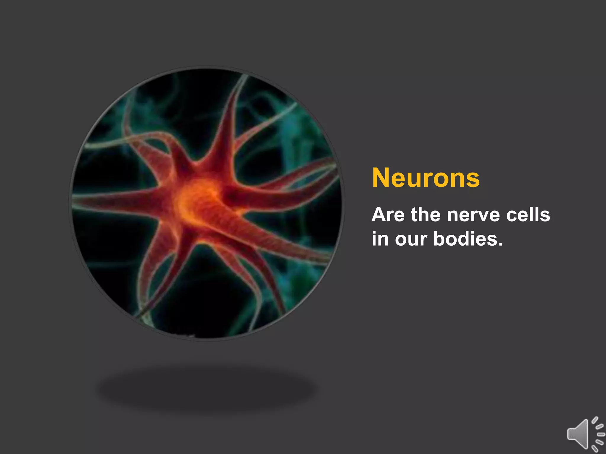 Neurons
Are the nerve cells
in our bodies.
 