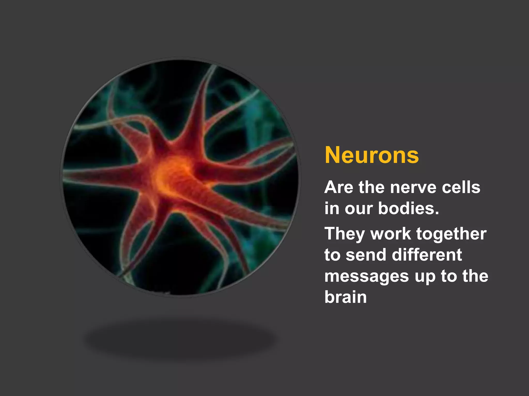 Neurons
Are the nerve cells
in our bodies.
They work together
to send different
messages up to the
brain
 