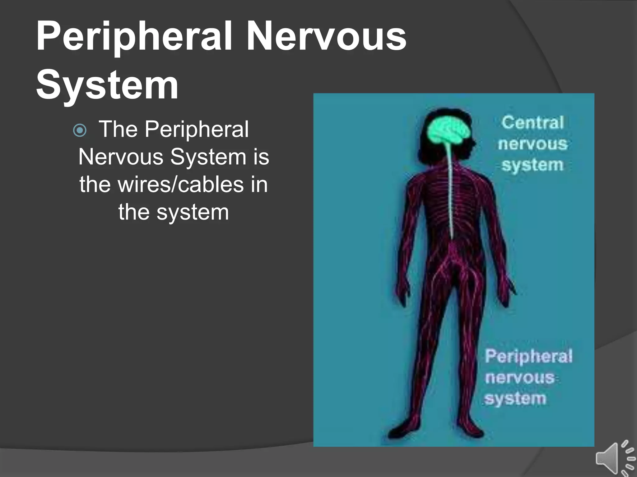 Peripheral Nervous
System
 The Peripheral
Nervous System is
the wires/cables in
the system
 