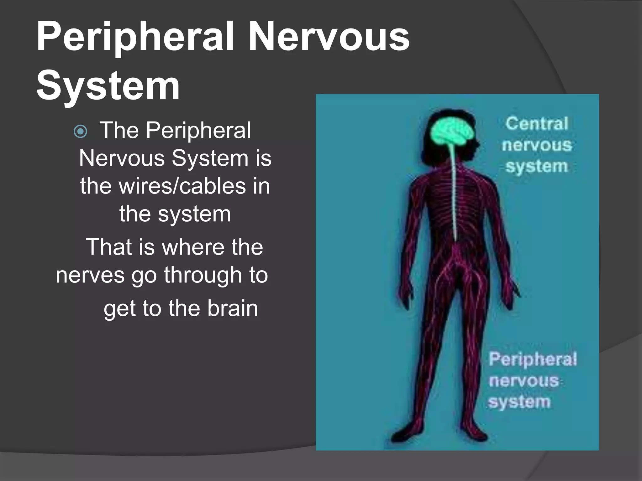 Peripheral Nervous
System
 The Peripheral
Nervous System is
the wires/cables in
the system
That is where the
nerves go through to
get to the brain
 