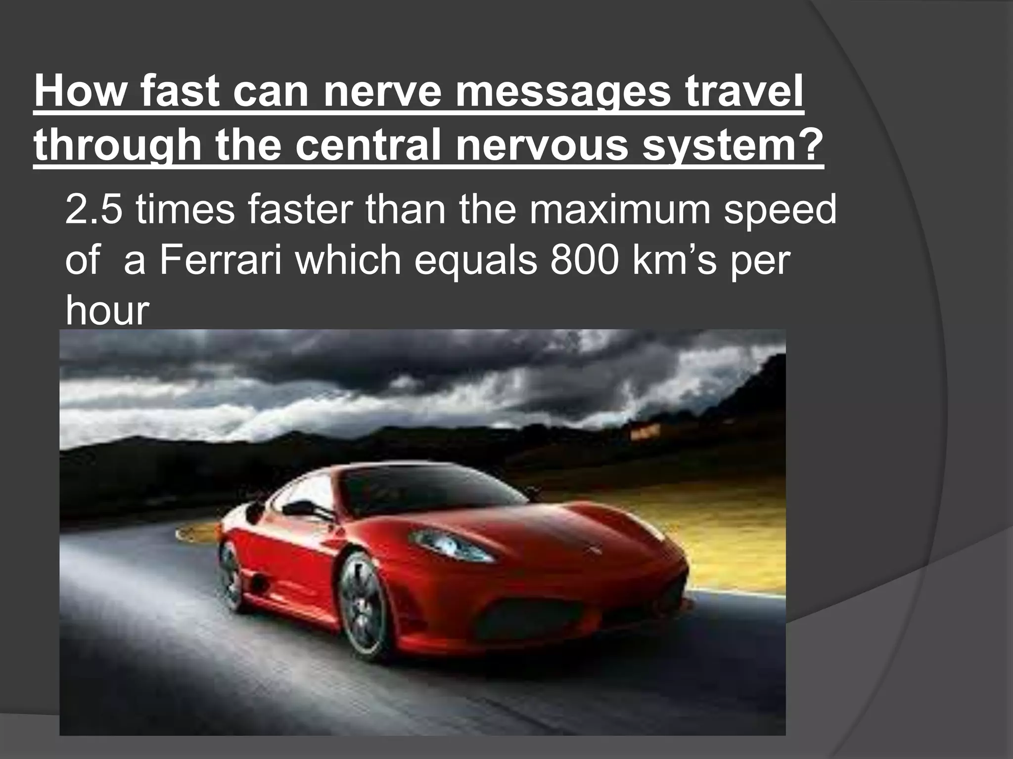 How fast can nerve messages travel
through the central nervous system?
2.5 times faster than the maximum speed
of a Ferrari which equals 800 km’s per
hour
 