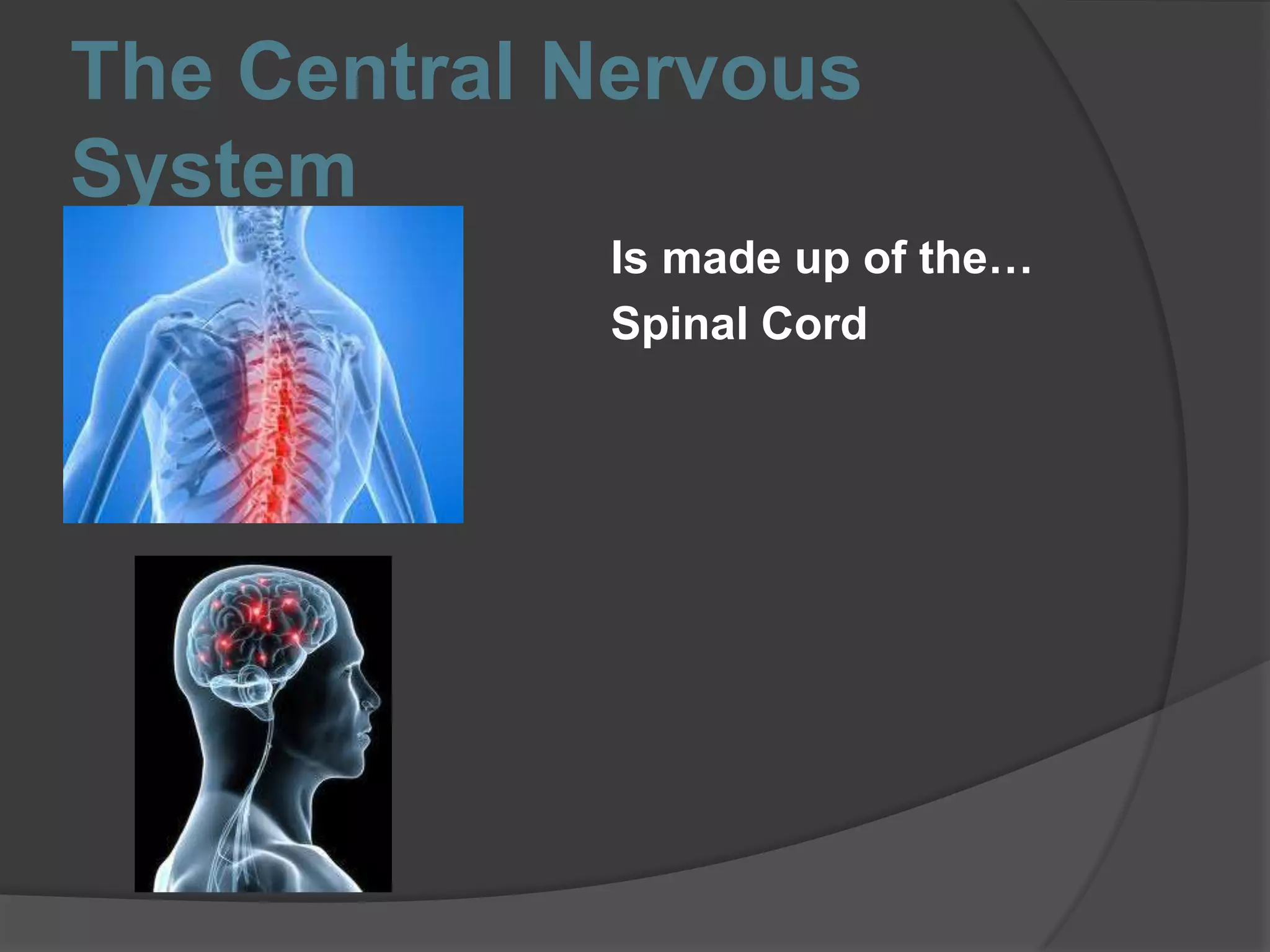 The Central Nervous
System
Is made up of the…
Spinal Cord
 