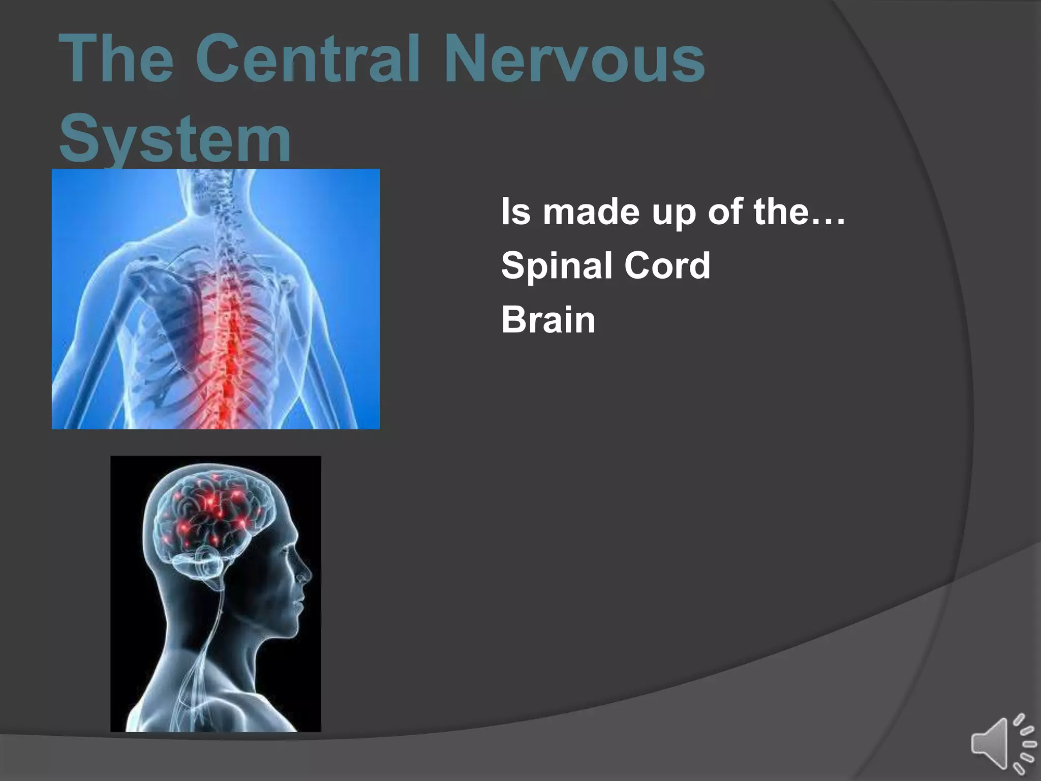 The Central Nervous
System
Is made up of the…
Spinal Cord
Brain
 