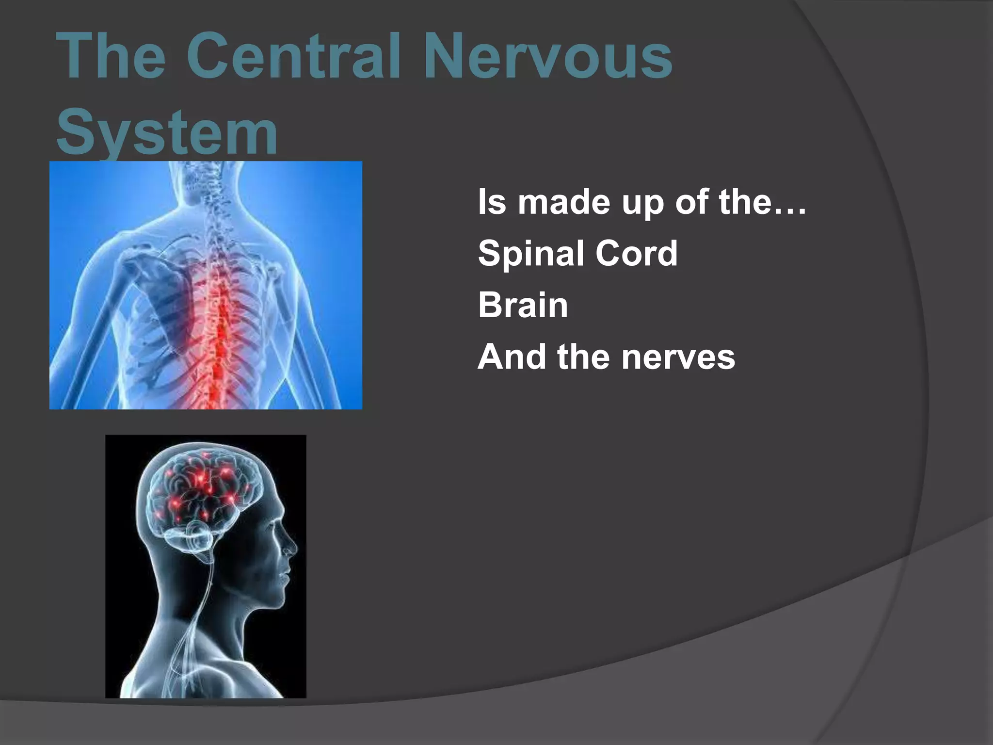 The Central Nervous
System
Is made up of the…
Spinal Cord
Brain
And the nerves
 