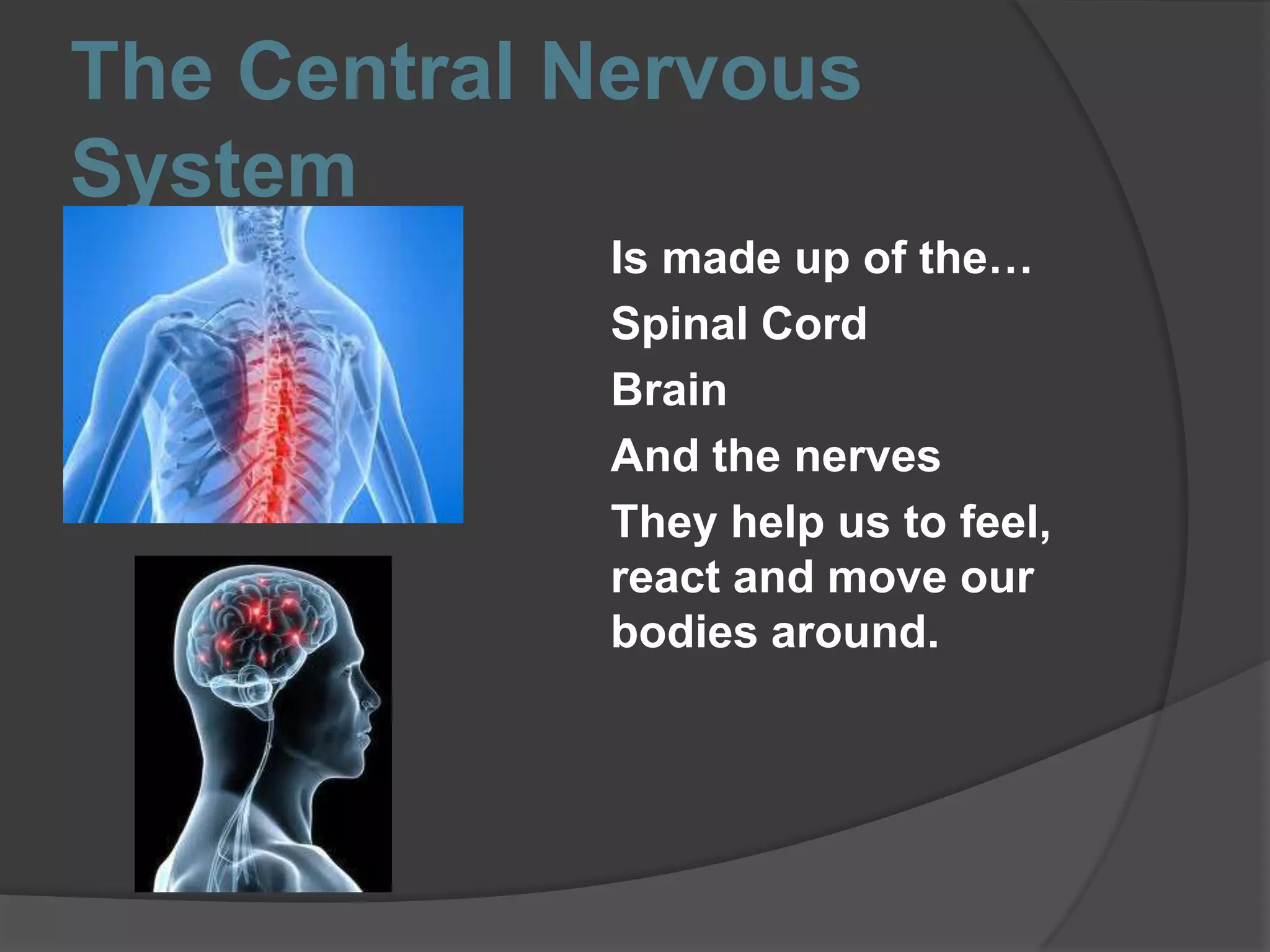 The Central Nervous
System
Is made up of the…
Spinal Cord
Brain
And the nerves
They help us to feel,
react and move our
bodies around.
 