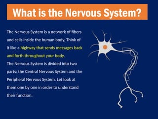 Understanding the Human Nervous System: Structure and Function ...
