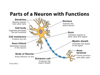 Understanding the Human Nervous System: Structure and Function ...