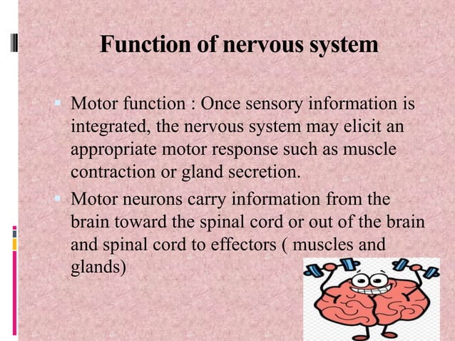 Nervous system ppt | PPT