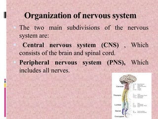 Organization of nervous system
 The two main subdivisions of the nervous
system are:
 Central nervous system (CNS) , Which
consists of the brain and spinal cord.
 Peripheral nervous system (PNS), Which
includes all nerves.
 