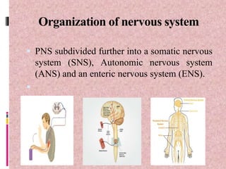 Organization of nervous system
 PNS subdivided further into a somatic nervous
system (SNS), Autonomic nervous system
(ANS) and an enteric nervous system (ENS).

 