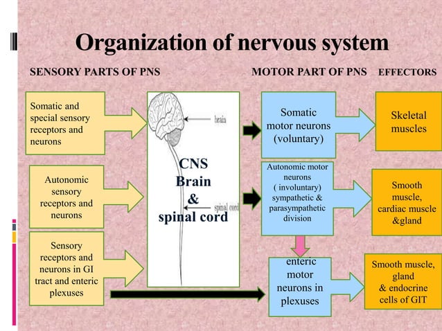 Nervous system ppt | PPT