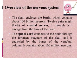 Overview of the nervous system
 The skull encloses the brain, which contains
about 100 billion neurons. Twelve pairs (right
&left) of cranial nerves, I through XII,
emerge from the base of the brain.
 The spinal cord connects to the brain through
the foramen magnum of the skull and is
encircled by the bones of the vertebral
column. It contains about 100 million neurons.
 