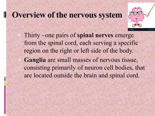 Overview of the nervous system
 Thirty –one pairs of spinal nerves emerge
from the spinal cord, each serving a specific
region on the right or left side of the body.
 Ganglia are small masses of nervous tissue,
consisting primarily of neuron cell bodies, that
are located outside the brain and spinal cord.
 