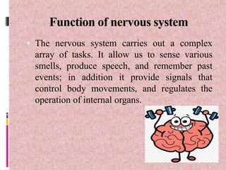 Function of nervous system
 The nervous system carries out a complex
array of tasks. It allow us to sense various
smells, produce speech, and remember past
events; in addition it provide signals that
control body movements, and regulates the
operation of internal organs.
 