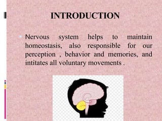INTRODUCTION
 Nervous system helps to maintain
homeostasis, also responsible for our
perception , behavior and memories, and
intitates all voluntary movements .
 